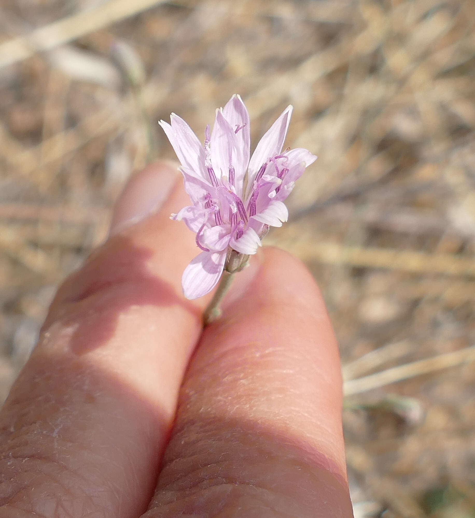 Image of Thurber's wirelettuce