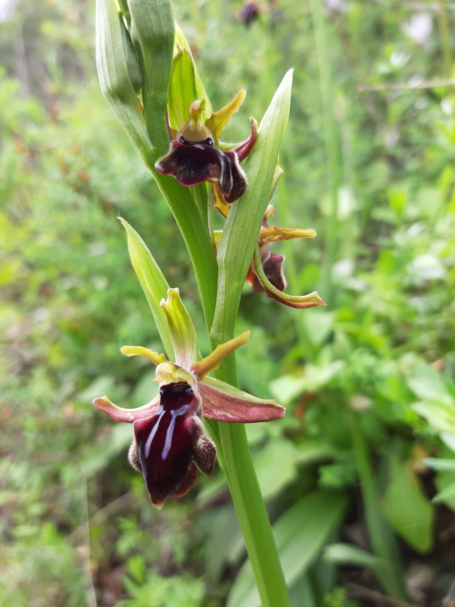 Image of Ophrys mammosa subsp. mouterdeana B. Baumann & H. Baumann