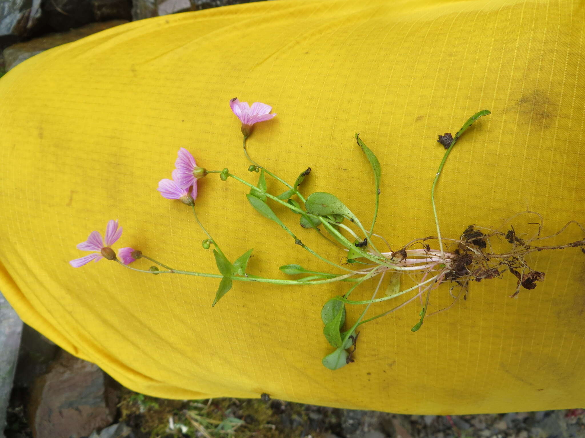 Claytonia sarmentosa C. A. Mey. resmi