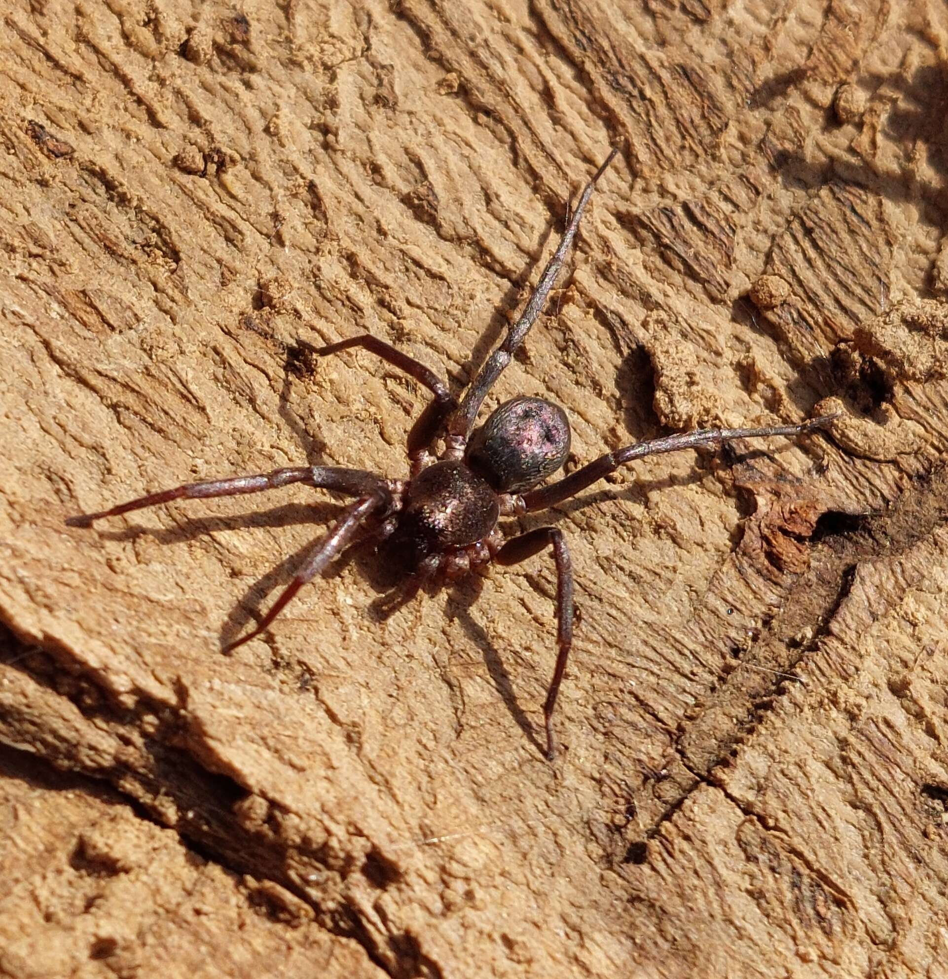 Image of Sagana rutilans Thorell 1875