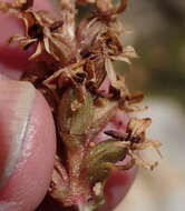 Image of Satyrium retusum Lindl.