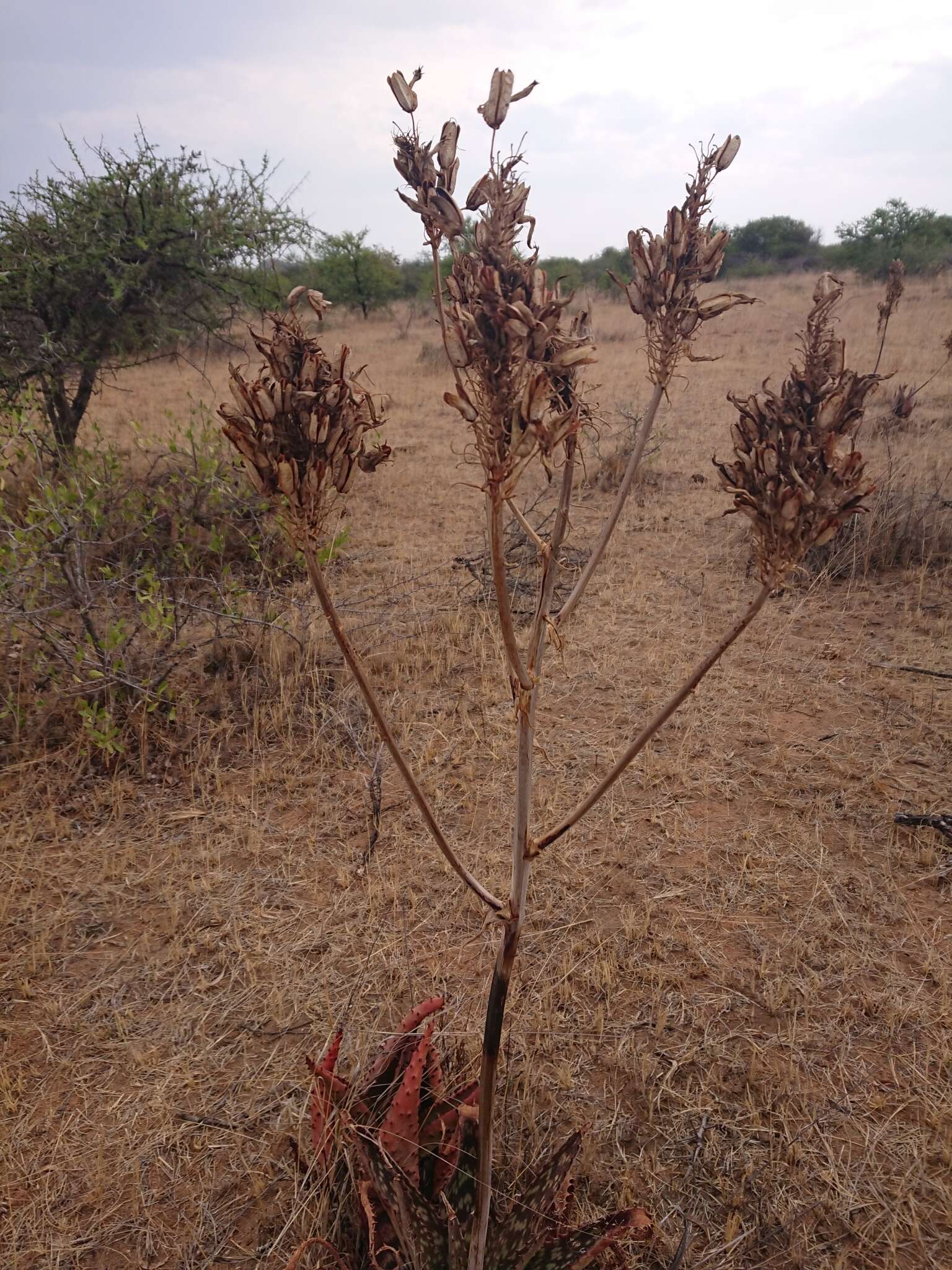 Image of Aloe greatheadii Schönland