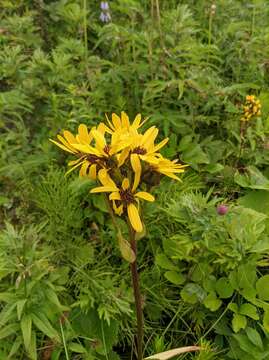 Image of Ligularia hodgsonii Hook.