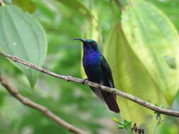 Image of Lazuline Sabrewing