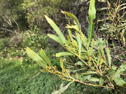 Image of Acacia neriifolia A. Cunn. ex Benth.