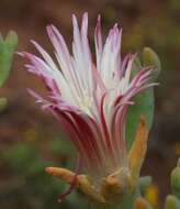 Imagem de Mesembryanthemum noctiflorum subsp. defoliatum (Haw.) Klak