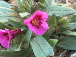 Image of sticky monkeyflower