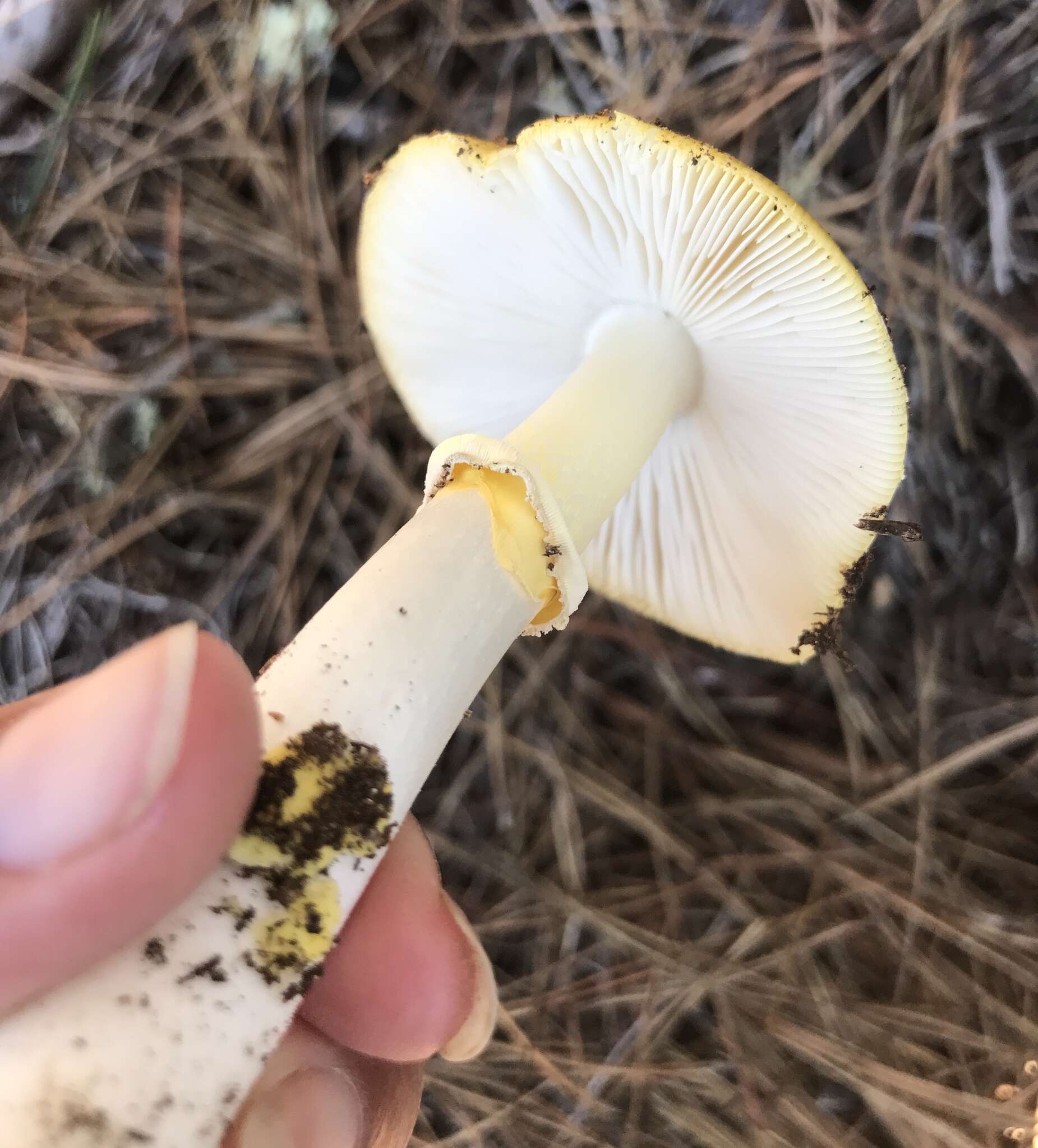 Image of Amanita augusta Bojantchev & R. M. Davis 2013