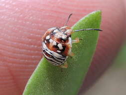 Image of Red-shouldered Stink Bug