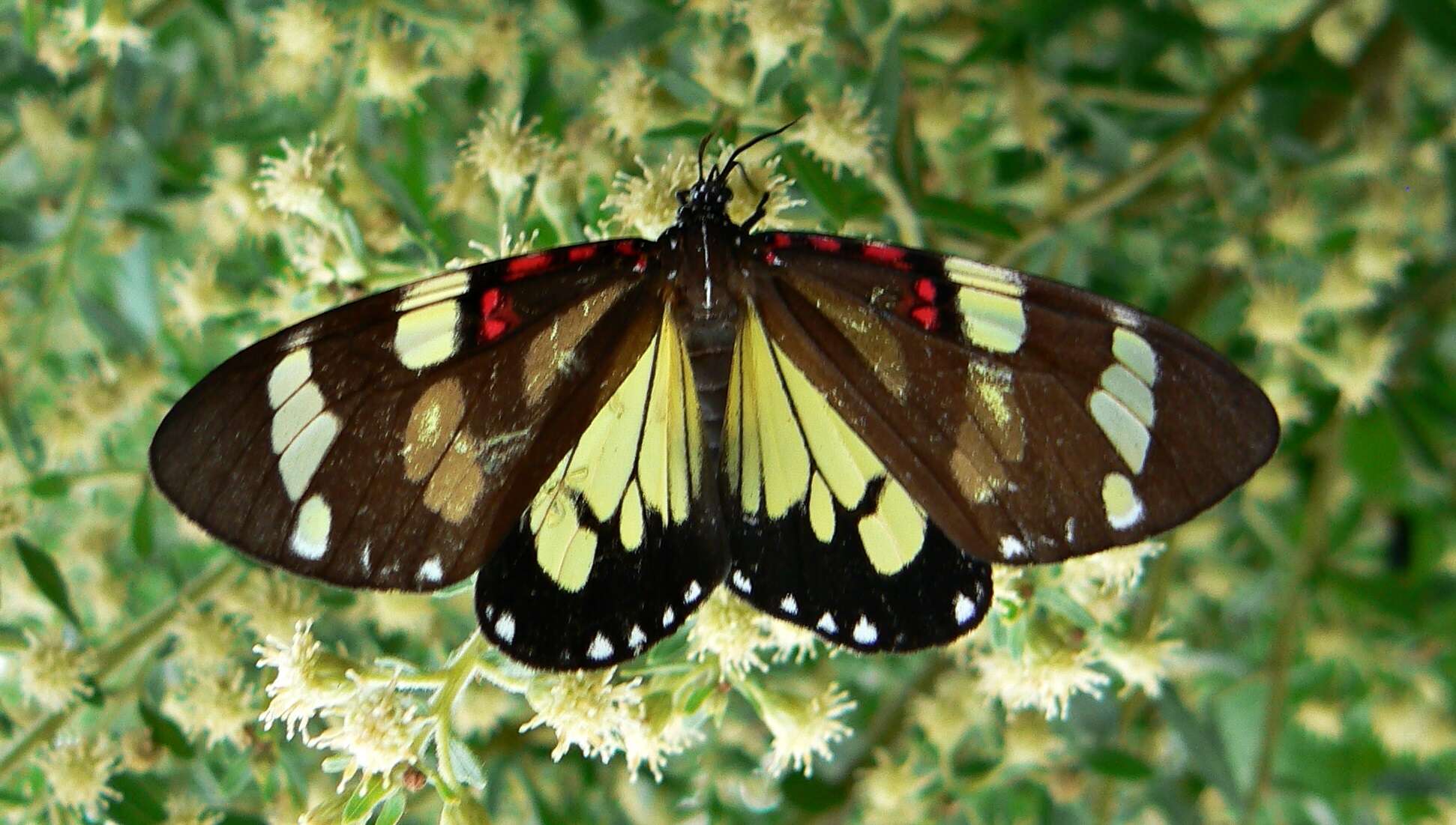 Слика од Phaloe cruenta Hübner 1823