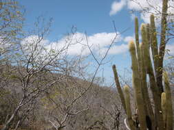 Image of Pilosocereus chrysostele (Vaupel) Byles & G. D. Rowley