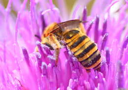 Image of Halictus scabiosae (Rossi 1790)