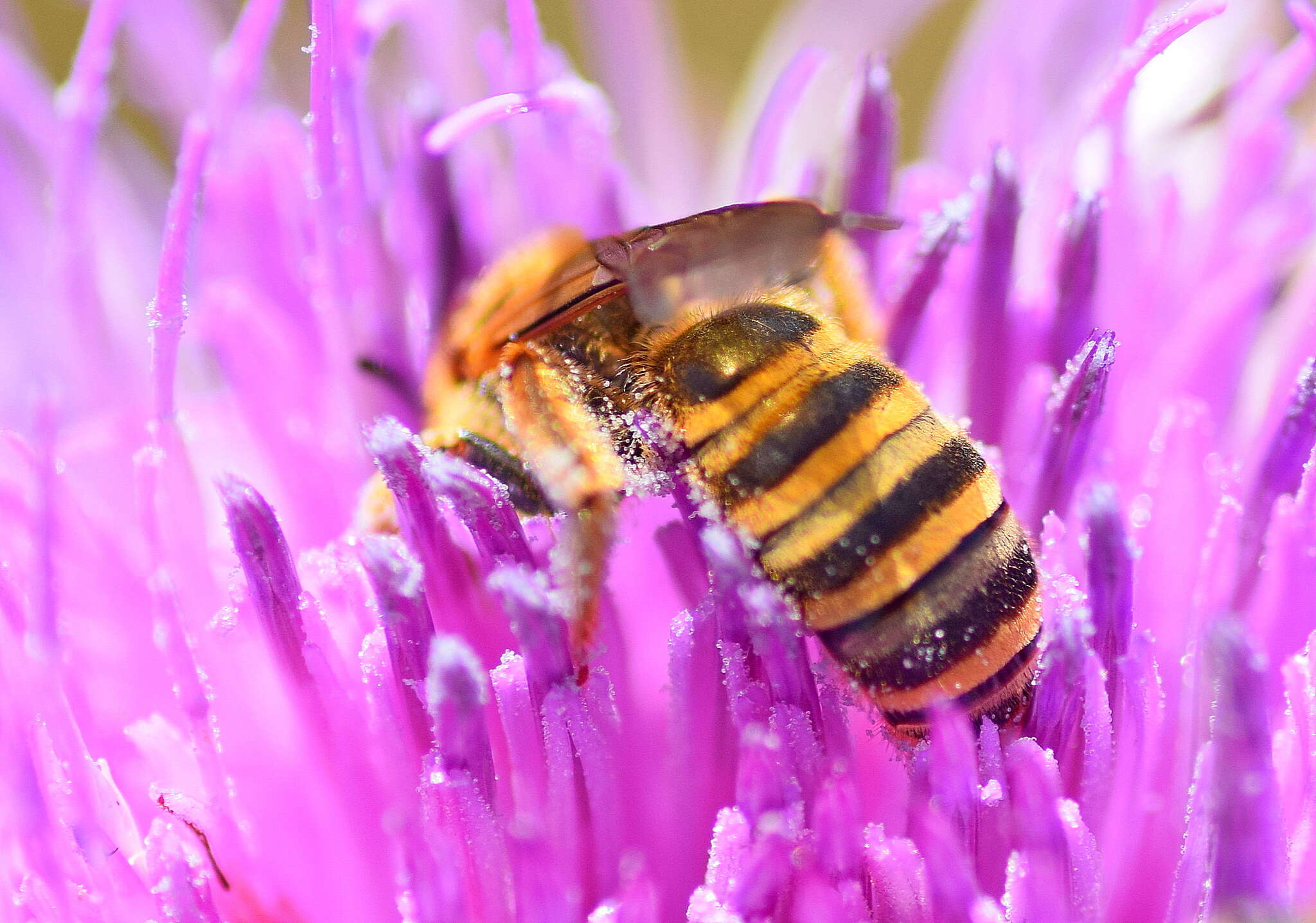 Image of Halictus scabiosae (Rossi 1790)