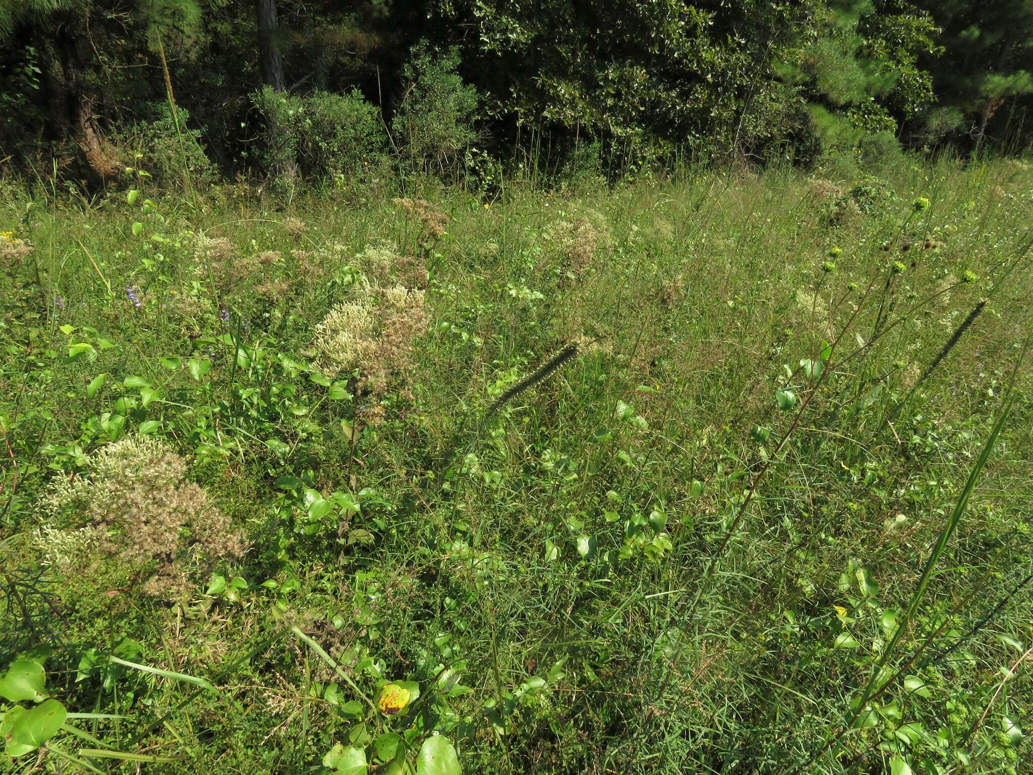 Eupatorium cordigerum (Fern.) Fern.的圖片