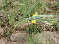 Image of Hypoxis rigidula Baker