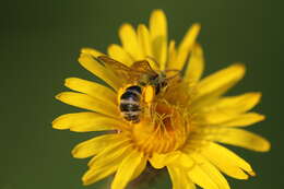 Image of Bicolored Agapostemon