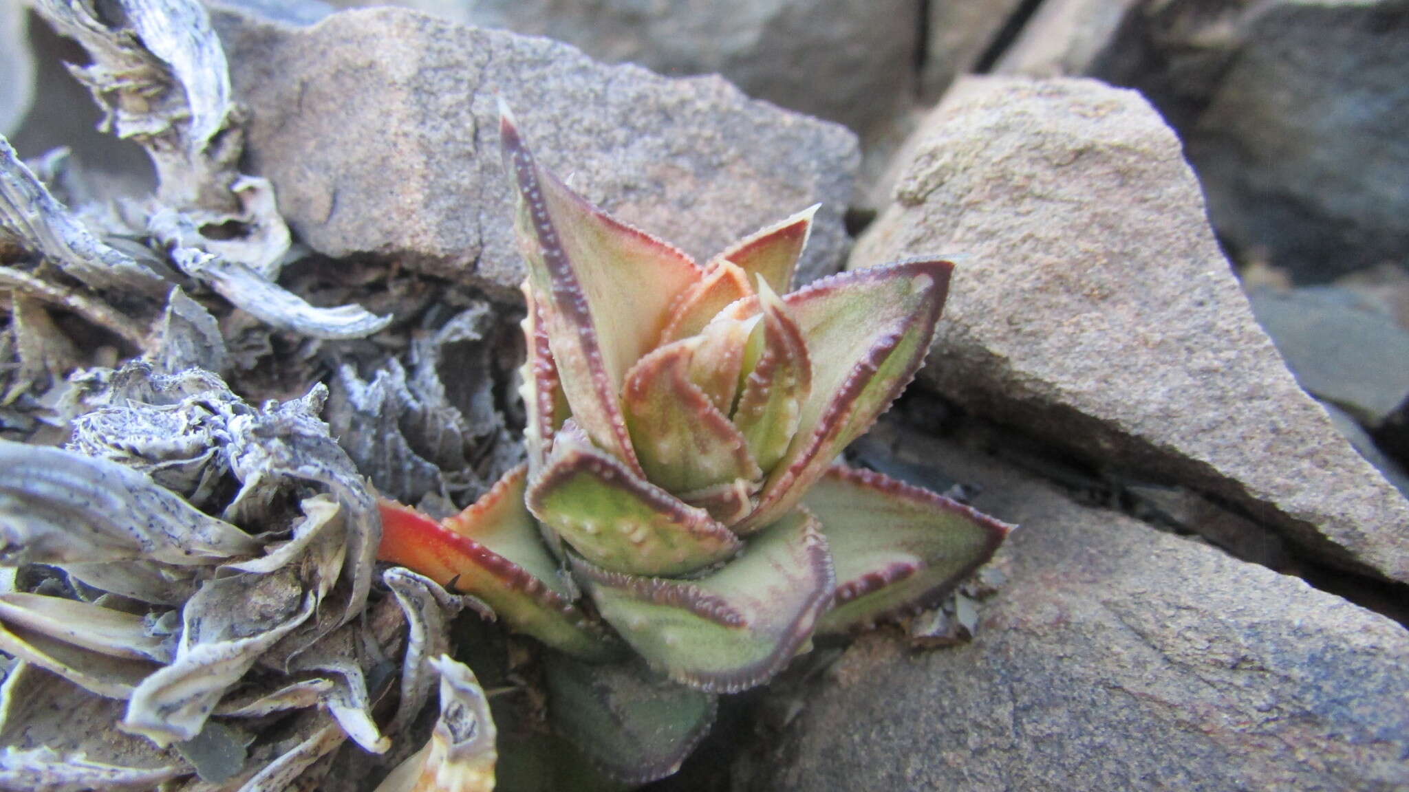 Image of Astroloba bullulata (Jacq.) Uitewaal