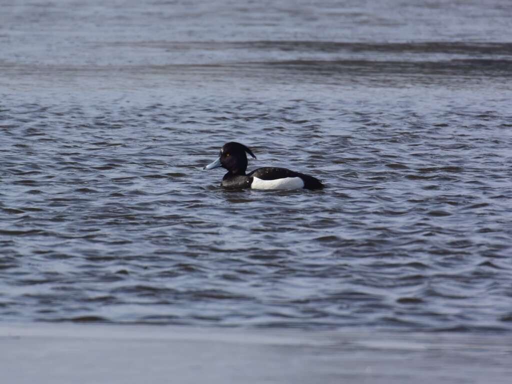 Image of Tufted Duck