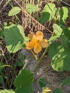 Image of Wright's Indian mallow