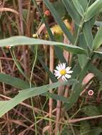 Sivun <i>Symphyotrichum <i>tenuifolium</i></i> var. tenuifolium kuva