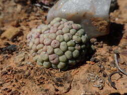 Image of Conophytum minutum var. minutum