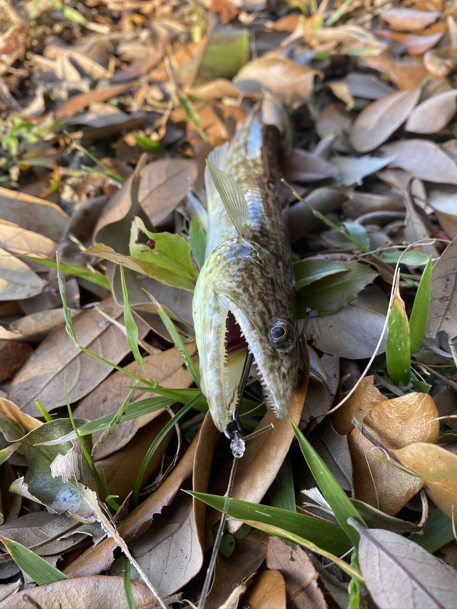 Image of Inshore Lizardfish