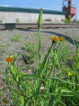 Image of Tragopogon sibiricus Ganesh.