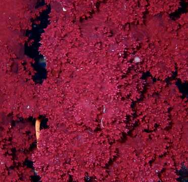 Image of Dendronephthya hemprichi (Klunzinger 1877)