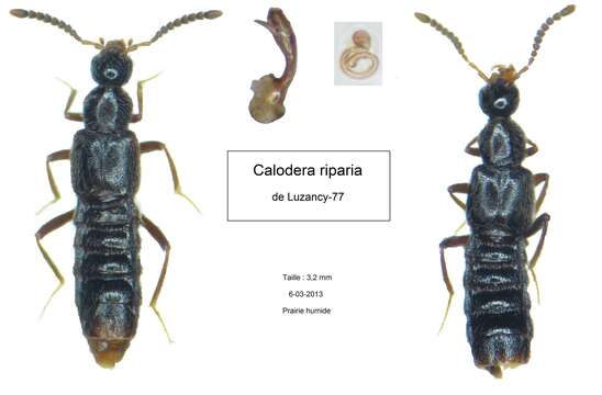 Image de Calodera riparia Erichson 1837