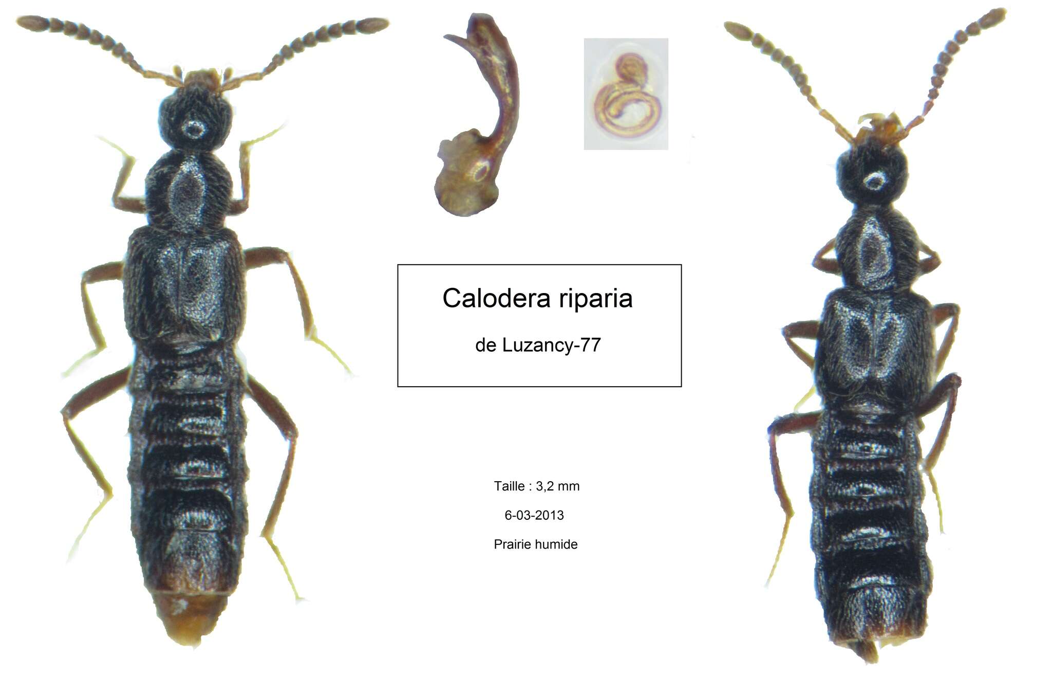 Image of Calodera riparia Erichson 1837