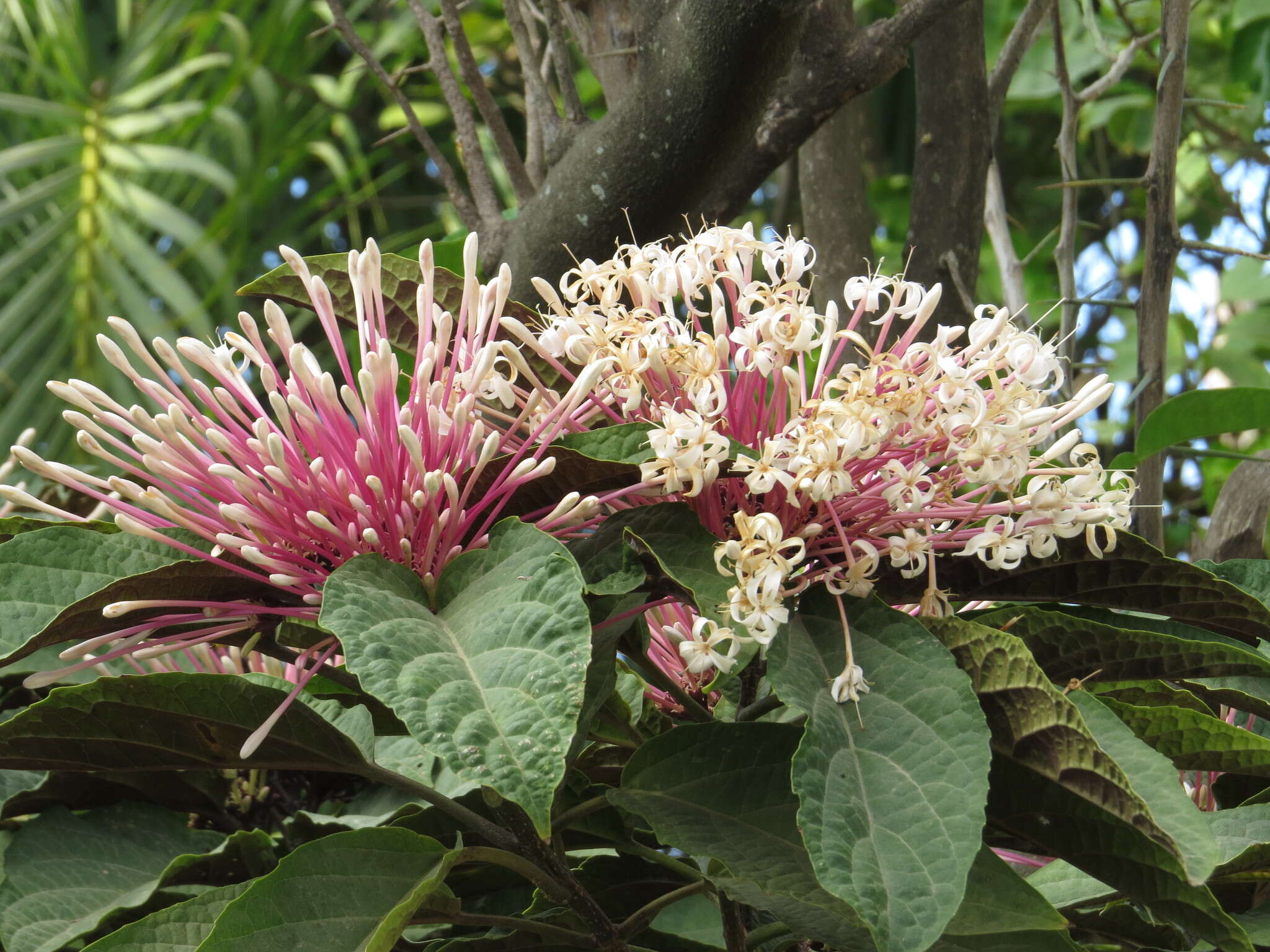 Image of Philippine glorybower