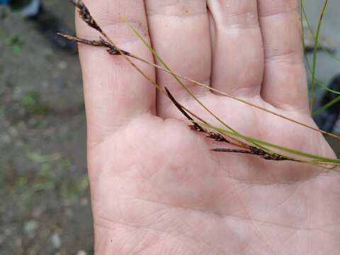 Image of Carex vanheurckii Müll. Arg.