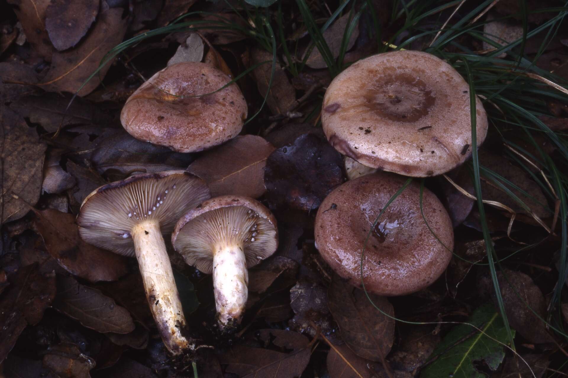 Sivun Lactarius luridus (Pers.) Gray 1821 kuva