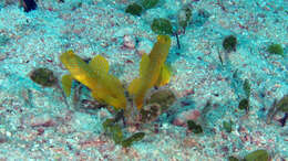 Image of Yellow prawn-goby