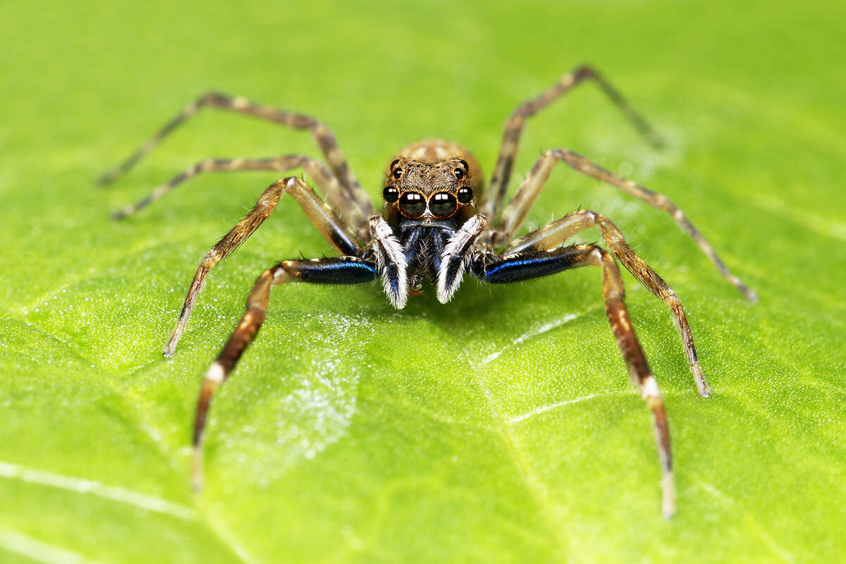 Image of Spartaeus spinimanus (Thorell 1878)