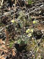 Image of Yukon whitlowgrass