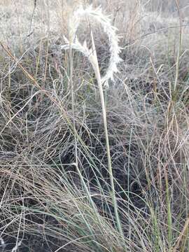 Image of Wire grass