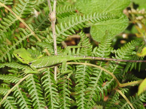 Image of Black-cheek lizard