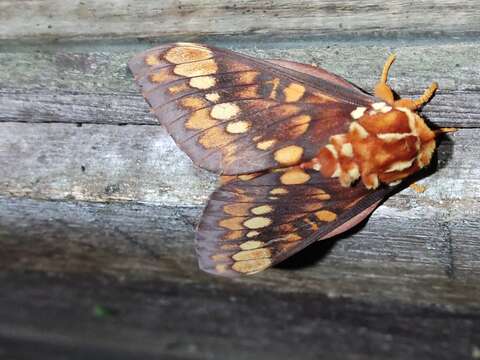 Imagem de Citheronia equatorialis Bouvier 1927