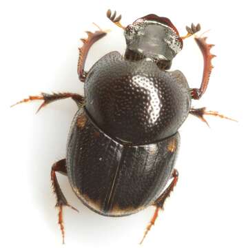 Image of Onthophagus schaefferi Howden & Cartwright 1963