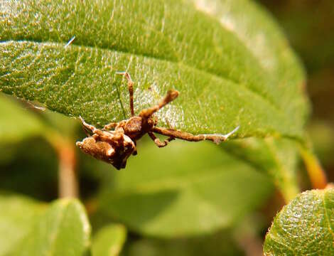 Image of Uloborus glomosus (Walckenaer 1841)