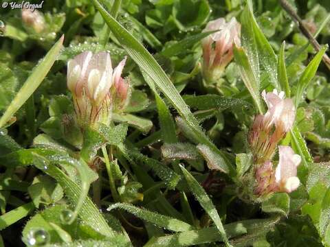 Image of woolly round-head clover