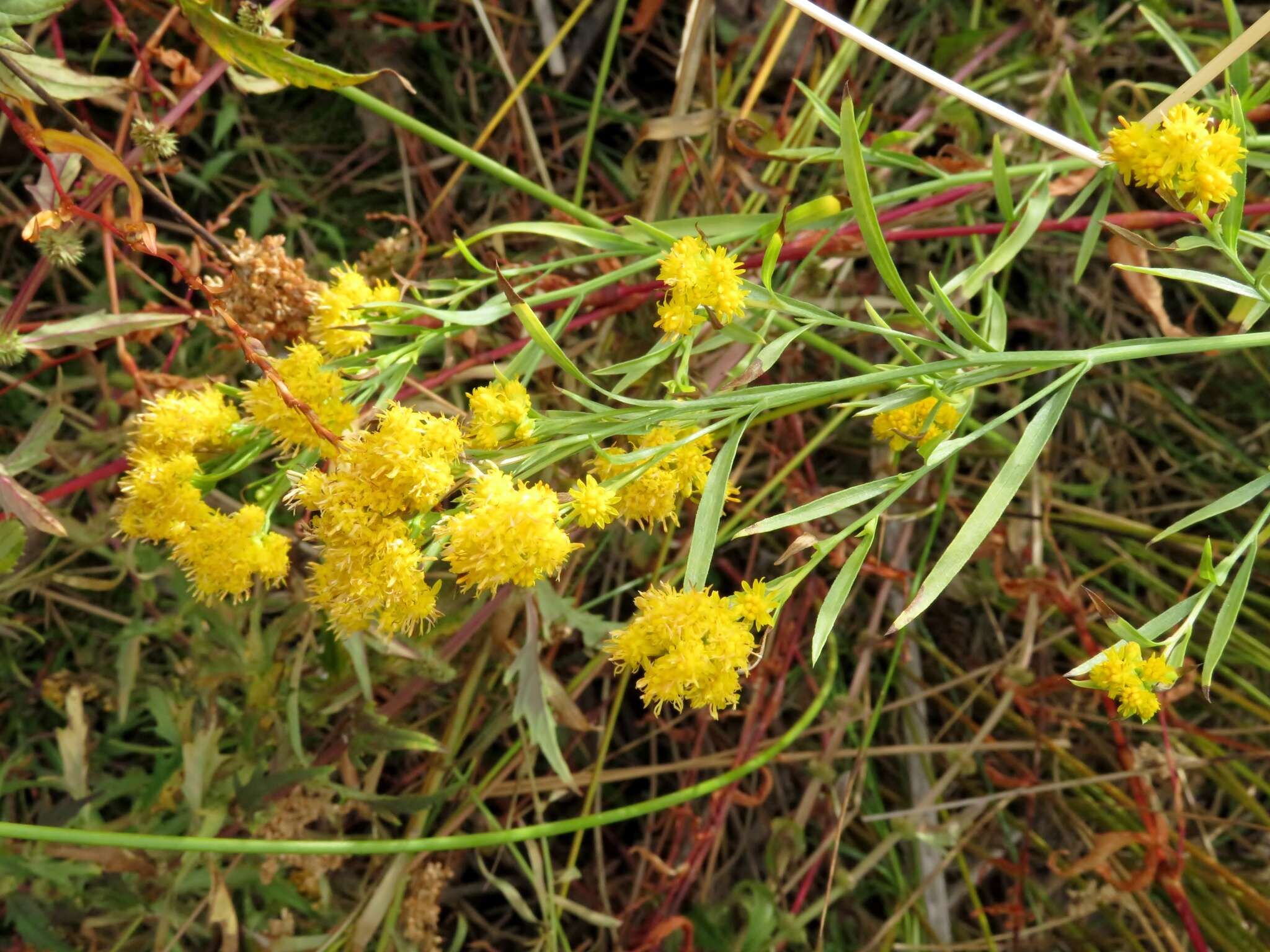 Plancia ëd Euthamia occidentalis Nutt.