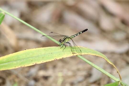 Image of Diplacodes trivialis (Rambur 1842)