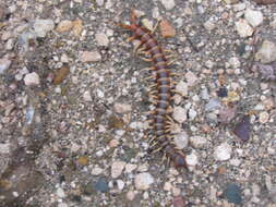 Image de Scolopendra gigantea Linnaeus 1758