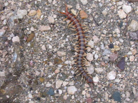 Imagem de Scolopendra gigantea Linnaeus 1758