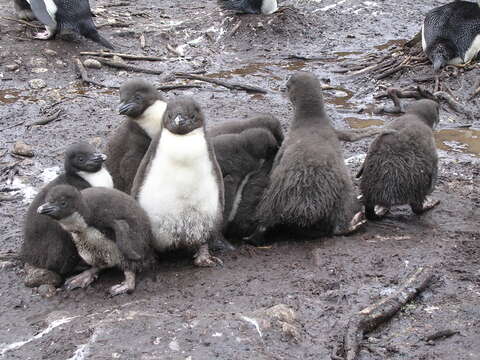 Image of Snares Crested Penguin