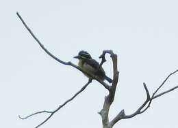 Image of Yellow-throated Tinkerbird