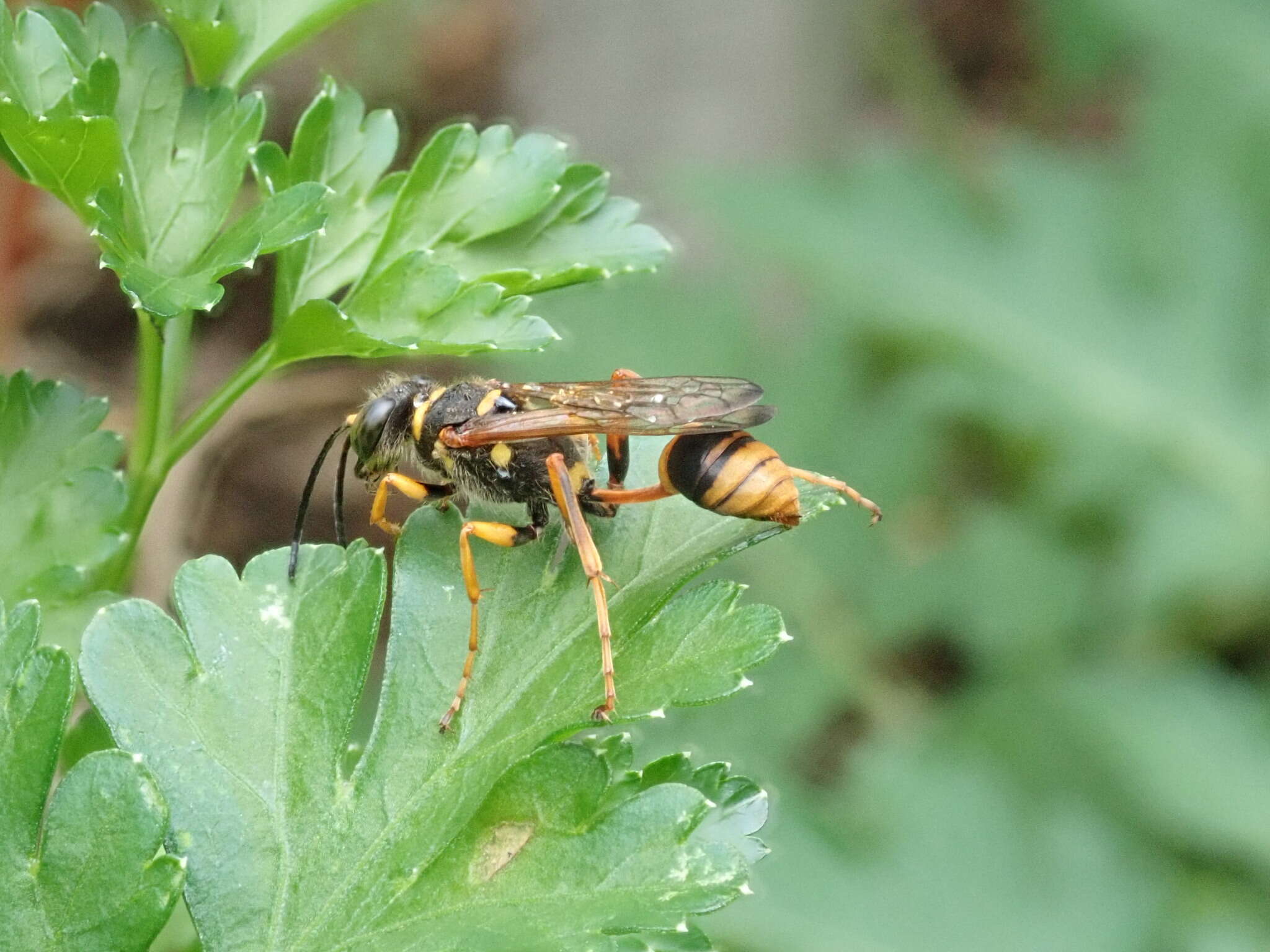 صورة Sceliphron formosum (F. Smith 1856)