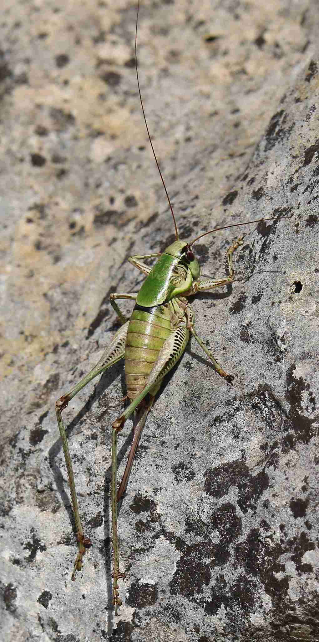 Image de Eupholidoptera garganica La Greca 1959